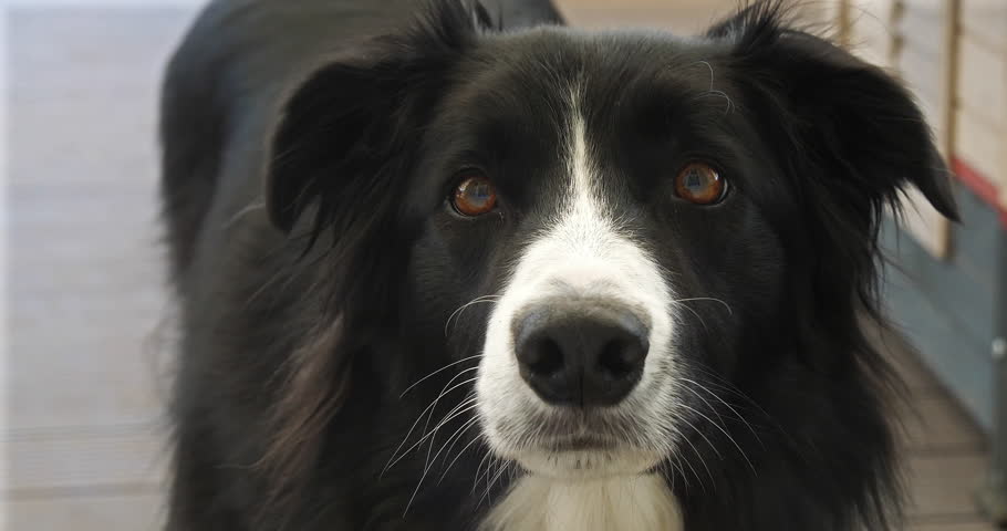 border collie pink nose