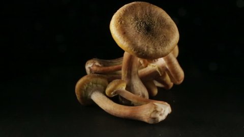 Group of honey mushrooms, in rotation on a black background.