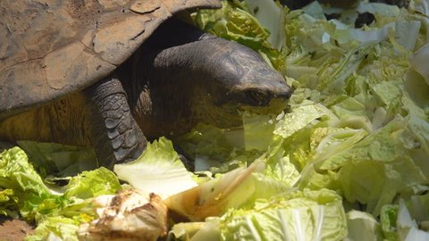 Close Turtle Eating Vegetable Food Three Stock Footage Video (100% ...