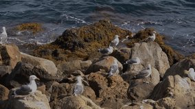 This serene video shows a group of seagull birds nesting on coastal rocks as waves crash around them.