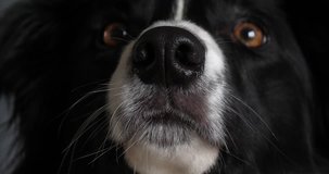 Border Collie Dog, Portrait of male, Close up of the Nose, Slow motion 4K
