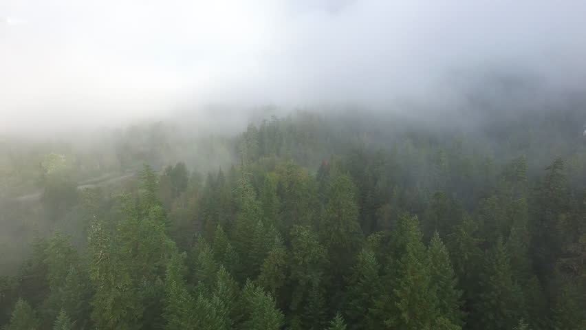 Aerial: Thick Forest with Huts In Middle and Fog Covering in Bella Coola, British Columbia