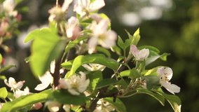focus up on blossoming petals of an apple tree - Powered by Shutterstock - Get 15% off with code: PIKWIZARD15