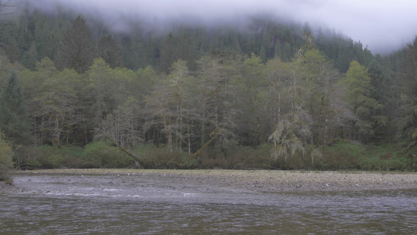 Wide Angle/Pan Right: Thick Foggy Forest by Flowing Stream, Bears in Distance in Bella Coola, British Columbia