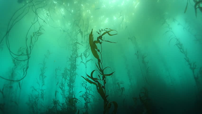 Underwater: Kelp Forest in Beautiful Turquoise Water in Camel, California Royalty-Free Stock Footage #1027875803