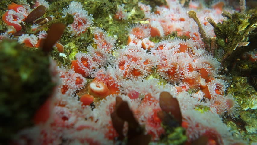 Close Up: Orange With White Colored Fringe Coral Swaying Underwater in Monterey, California