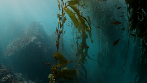 Close Up: Moving Through Kelp Forest With Schools of Sardine Fish Passing By in Monterey, California