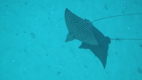 Close Up: White Spotted Eagle Rays Swimming Over Ocean Floor in Maui, Hawaii