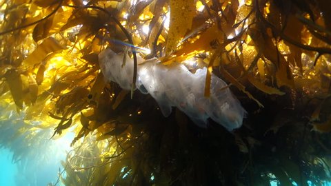 Close Up: Salp Jellyfish Floating Under Seaweed At Water's Surface in Carmel, California