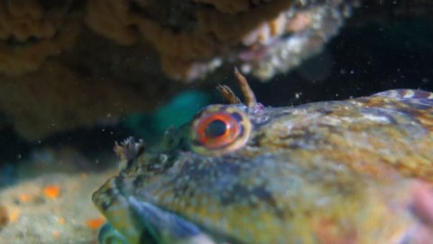 Super Close Up: Tompot Blenny Rockpool Fish with an Open Mouth in Point Lobos, California