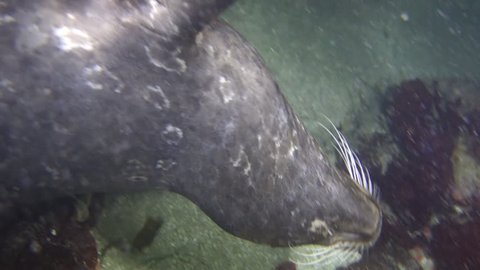 Close-Up: Seal Swims Past a Swimmer on a Reef in Monterey, California