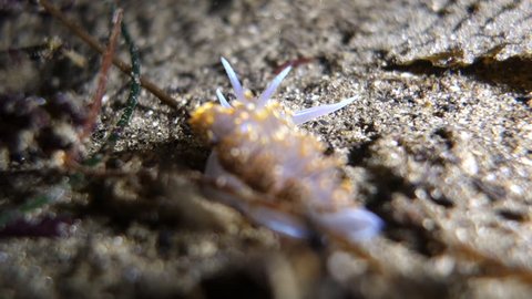 Close-Up: Sea Slug Moving on the Ocean Floor in Monterey, California