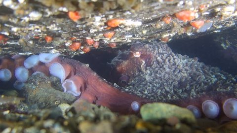 Underwater Zoom-out: Octopus with Shrimps Under Huge Rock in Puget Sound, Washington
