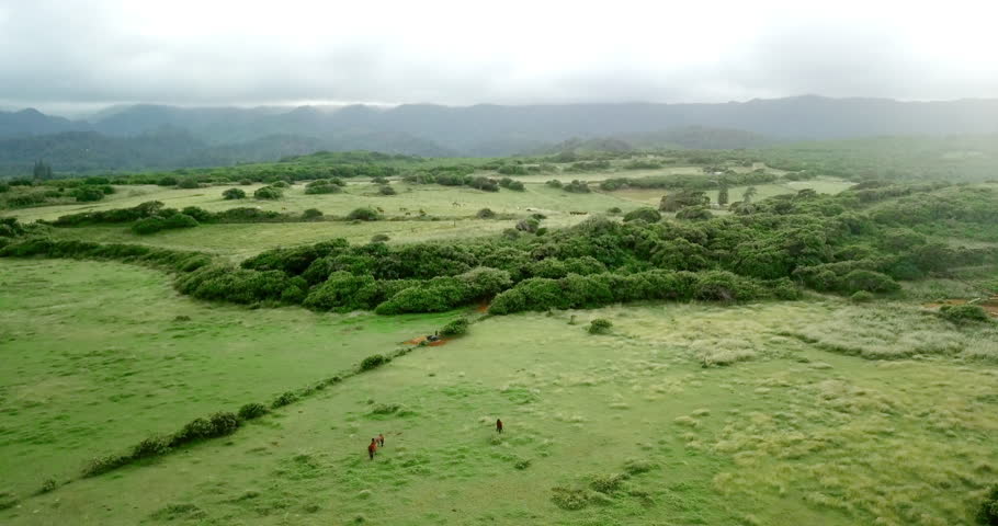 Aerial View: Horses Grazing in Green Field with Dark Clouds Looming in Oahu, Hawaii