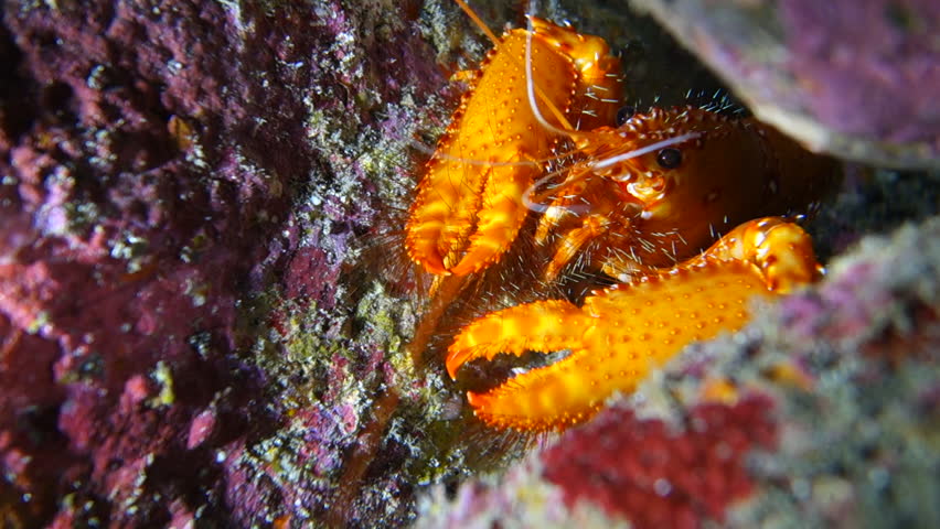 Underwater Close-Up: Bright Orange Lobster with Black Eyes and Antennae in Big Island, Hawaii