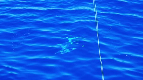 Mahi mahi fish visible under surface of blue water, Tracking Shot