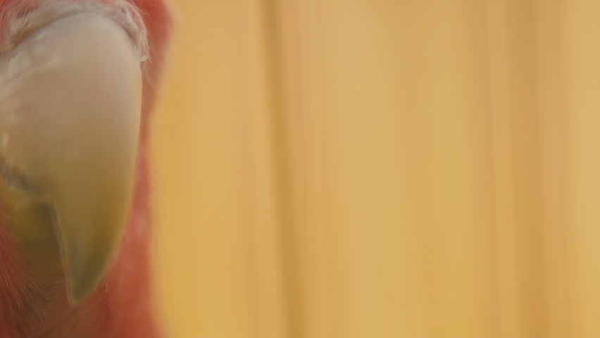 parrot from very close range