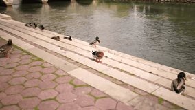 Duck on the shore of the river Jadro, Split, Croatia. 4K Video