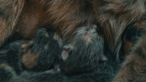 Mother cat feeds newborn kittens. One-day newborn kittens suck milk from a cat in a box on the floor