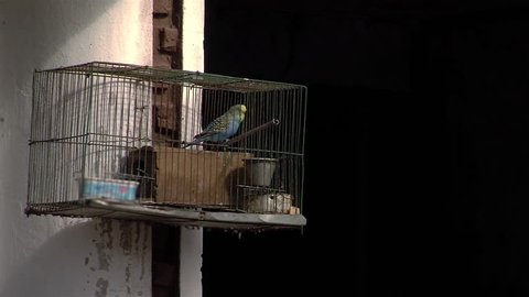 Budgerigar Bird in the Bird Cage.