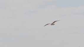 This follow focus video shows a graceful wild seagull flying and then landing on a rocky coast shoreline.