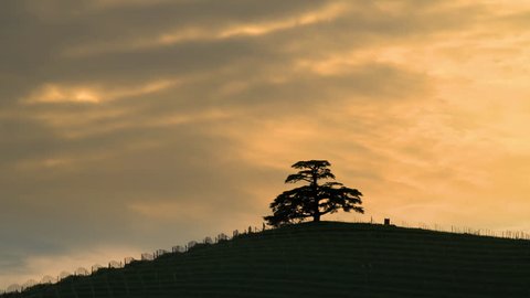 Time lapse at cloudy sunset, of the Cedar of Lebanon, majestic secular tree symbol of the Langhe La Morra Piedmont Italy
