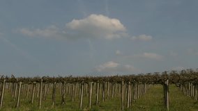 Time lapse view of the winding hills over the vineyards and clouds in the Langhe Piedmont, the sky is blue