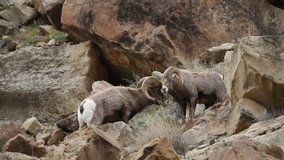 A BigHorn Sheep smells and sizes up another ram during rut season in Southern Utah, USA.