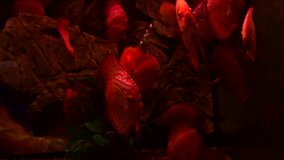 Red color discus fish aquarium nature hobby 4k video