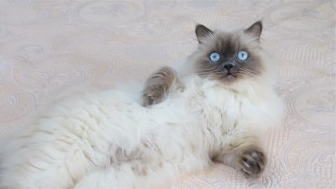 Fluffy cat with blue eyes opens and closes his mouth. Slow-motion.