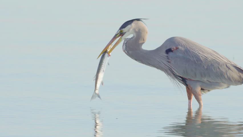 Great blue heron hunting and catching a barracuda in South Florida beach coast