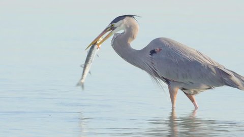 Great blue heron bird hunting and catching barracuda in South Florida beach coast
