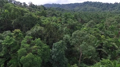 rain forest in mentawai island, west sumatra, indonesia