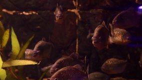 Piranha swarm in freshwater tank nature pets water color 4k video danger attack