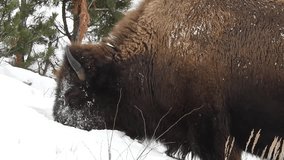 A snow faced bison plowing snow to uncover grass buried under deep snow.