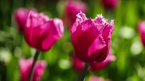 Footage of beautiful colorful pink tulips flowers bloom in spring garden.Decorative tulipa flower blossom in springtime