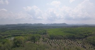 Drone aerial view of a Longan fruit Orchard next to a dense green tropical forest and a watering hole with distant mountains on a clear bright day