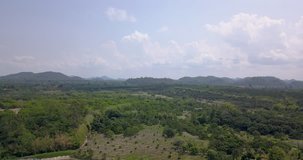 Aerial drone view of a Longan fruit Orchard surrounded by dense green tropical forest and a mountainous background with blue cloudy skies
