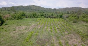 Low ground aerial drone view of a Banana fruit plantation in the middle of dense tropical rainforest and a watering hole to the side on a bright hot and humid day with forward motion