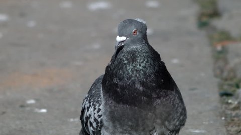 Closeup of a pigeon as it looks around and another pigeon walks into frame.
