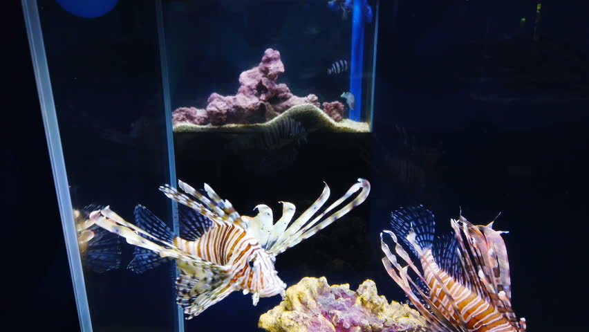 lionfish swimming in an aquarium