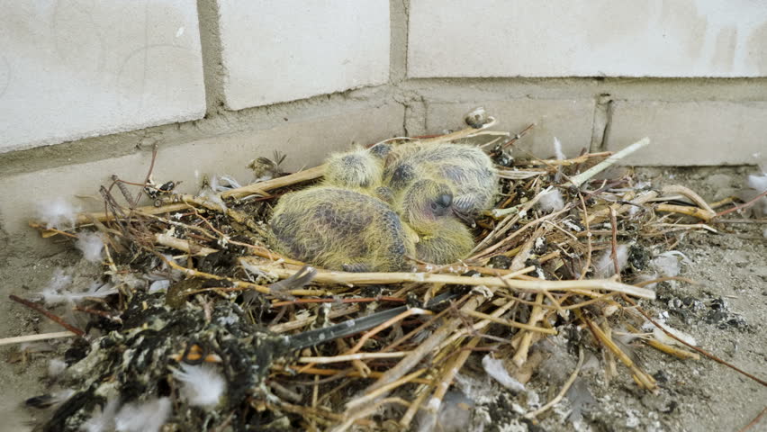 Nestling Close Up Shot Two Newborn Pigeon Stock Footage Video 100