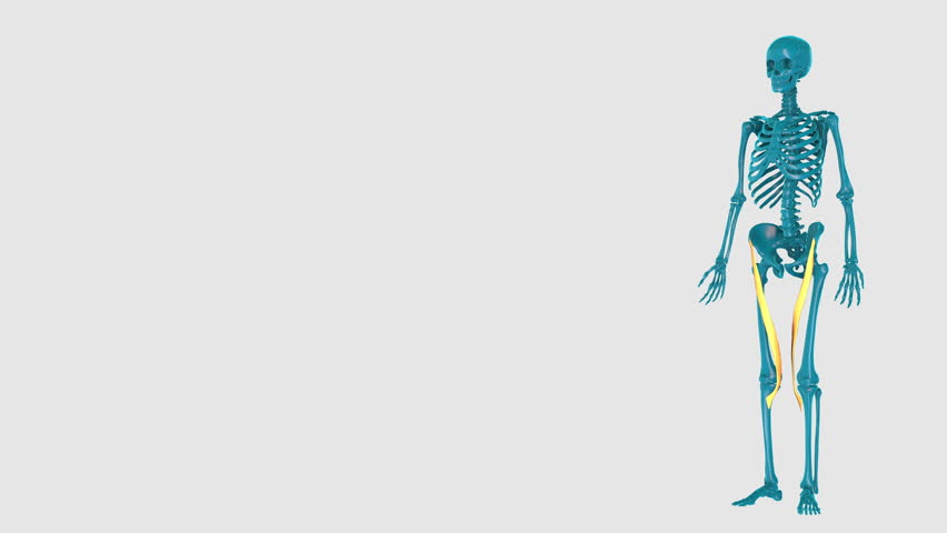 Sartorius-on a white background-3D HUMAN MUSCLE ATLAS, a Healthcare Video by USUL
