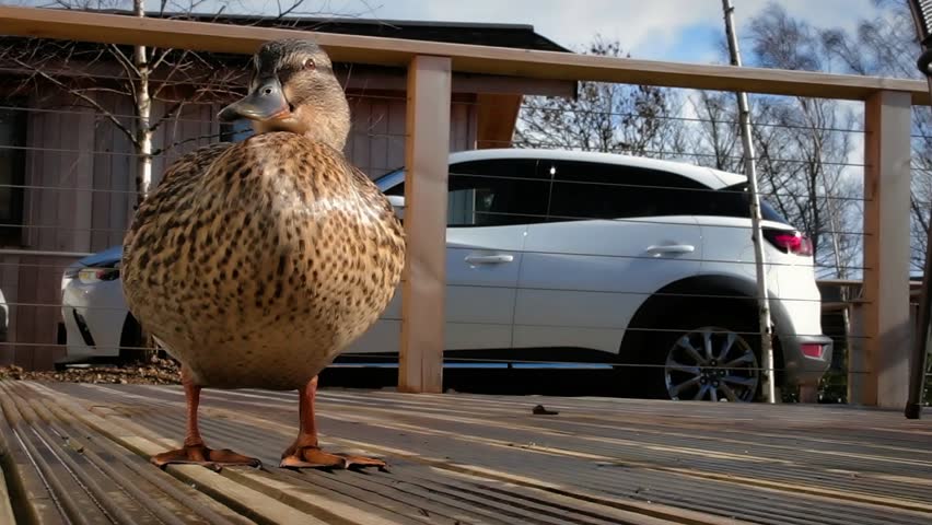 Wood duck feet Stock Video Footage - 4K and HD Video Clips | Shutterstock