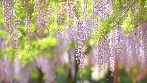 Spring flowers series, beautiful wisteria trellis waving in the wind, Wisteria sinensis (Chinese wisteria) is woody, deciduous, perennial climbing vine in genus Wisteria.