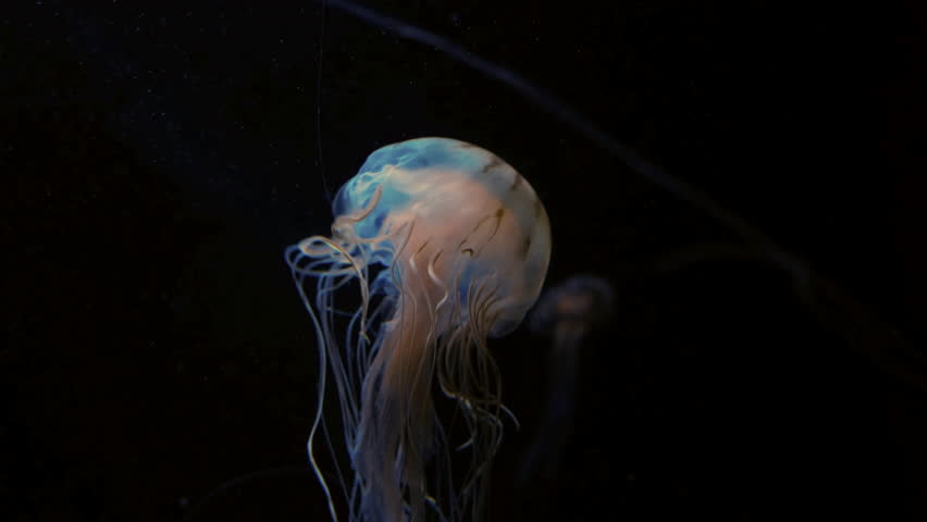 Closeup of Atlantic sea nettle (Chrysaora quinquecirrha) Jellyfish slow moving underwater on pure black background Royalty-Free Stock Footage #1027937396