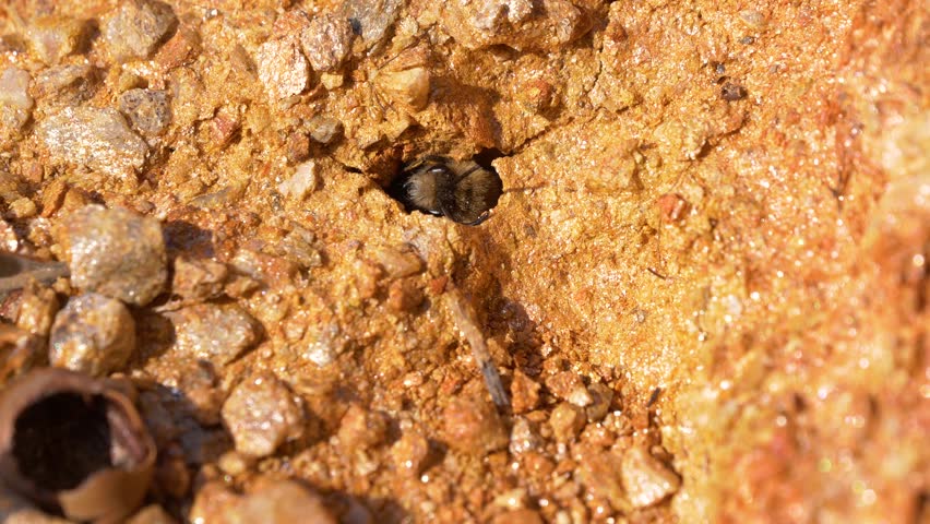 Bee emerging from the ground nest image - Free stock photo - Public ...