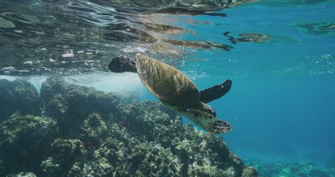 Green sea turtle swimming underwater near coral reef in slow motion, ocean conservation, endangered species, blue planet