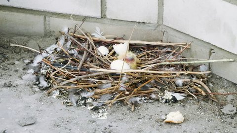 Close-up shot of a pigeon sitting on a nest with one egg and one nestling. 4K