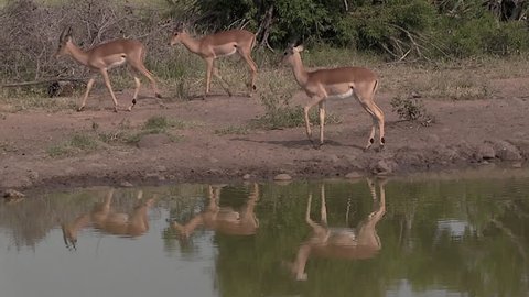 A group of impalas move around on dirt ground by a waterhole in Greater Kruger National Park in South Africa. Two of the antelopes walk out of the frame, leaving the third impala alone.